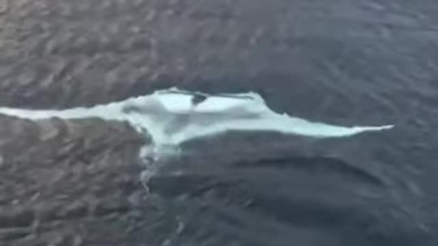 Extremely rare Albino Mantas Ray all white in colour.