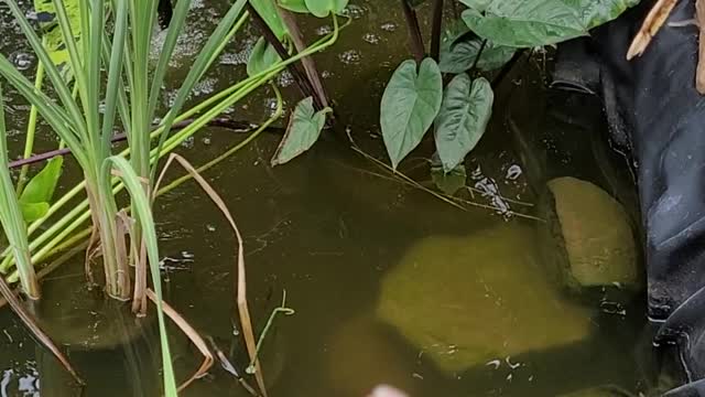 I have a new bloom in my pond