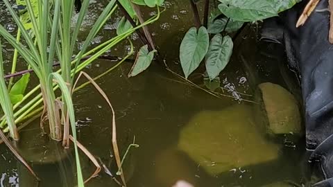 I have a new bloom in my pond