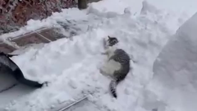 cat and snow