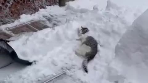 cat and snow