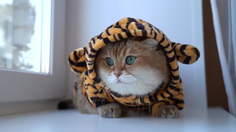 Cute tiger Hosico