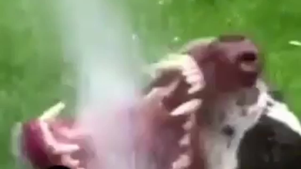 best animal funny videos | funniest cat and dog videos