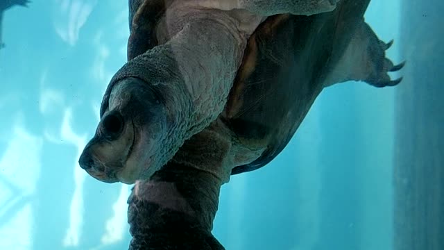 Indian Rock turtle satisfying video