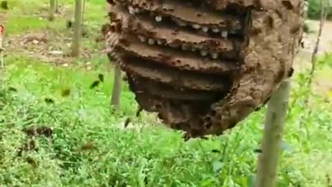 bottle with bees