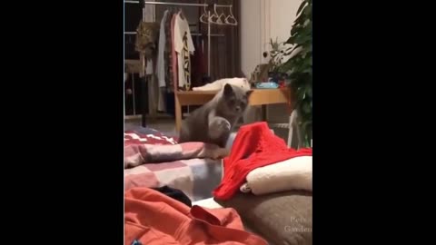 Top Funniest Cat Videos #shorts funny cat