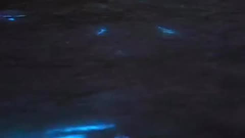 BIOLUMINESCENCE ALGAE