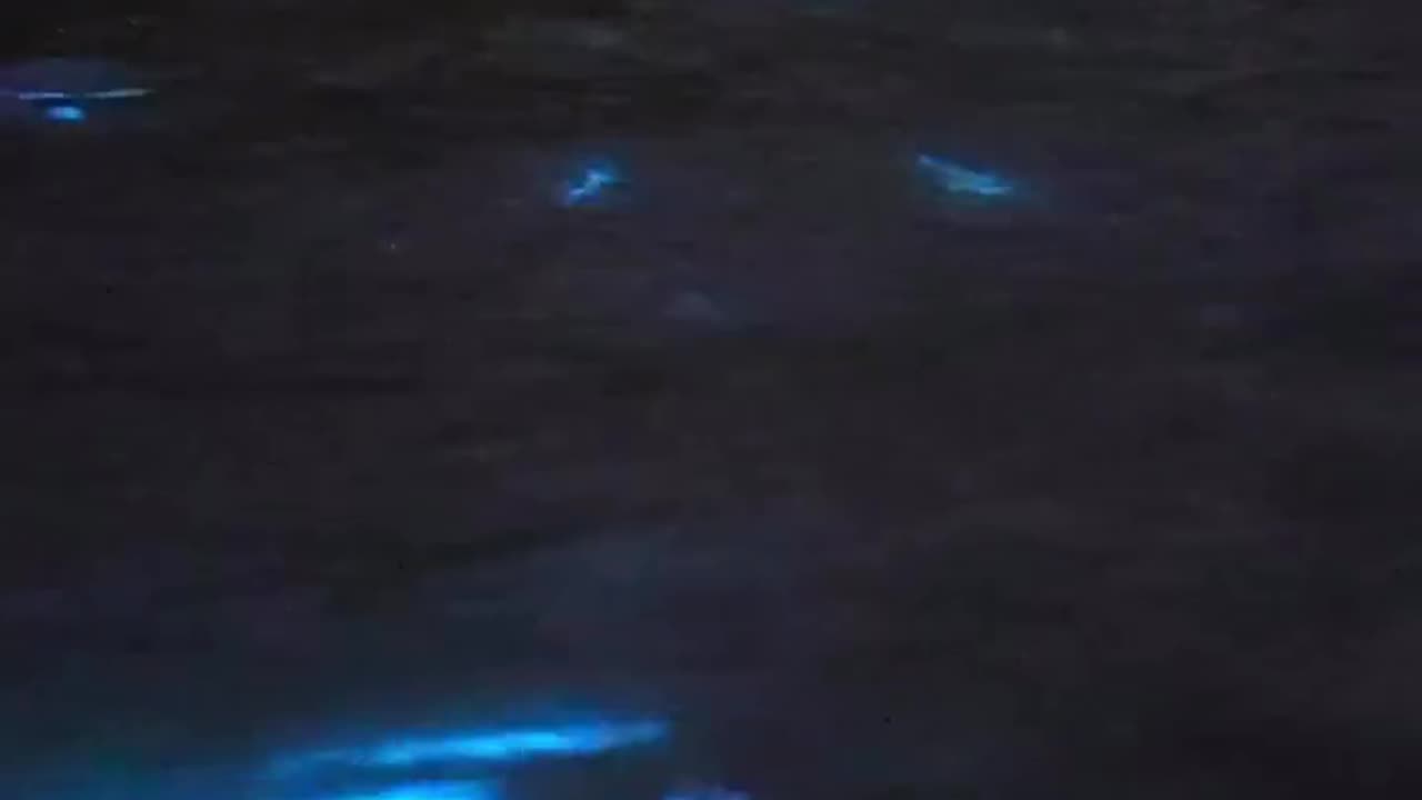 BIOLUMINESCENCE ALGAE