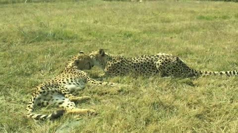 Tiger male and female doing Romans