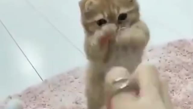 Cute little kitten wants to play