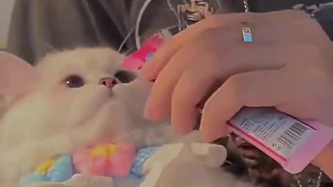 Cat video #cat #meow #Viral