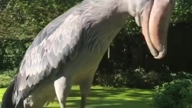 Meet Sushi! Wait till the end