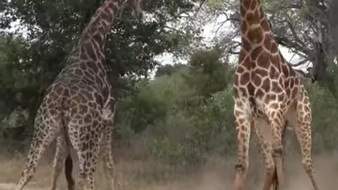 Giraffe fun scene #Animal