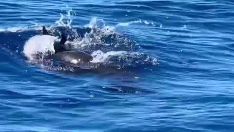 a mother dolphin trying to revive her baby