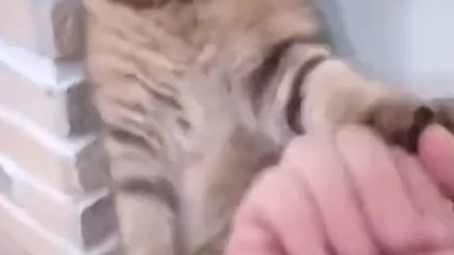 Kung Fu Cat VS. Human Grandmaster