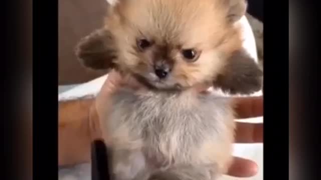 Cleaning a cute puppy's fur with a comb.❣️