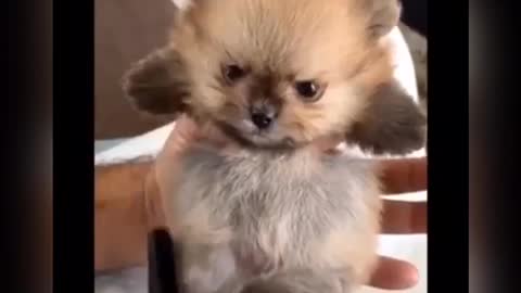 Cleaning a cute puppy's fur with a comb.❣️