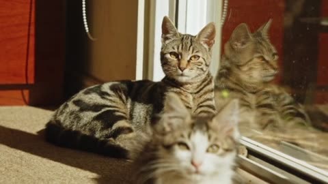 pair of two cats sitting in sunlight