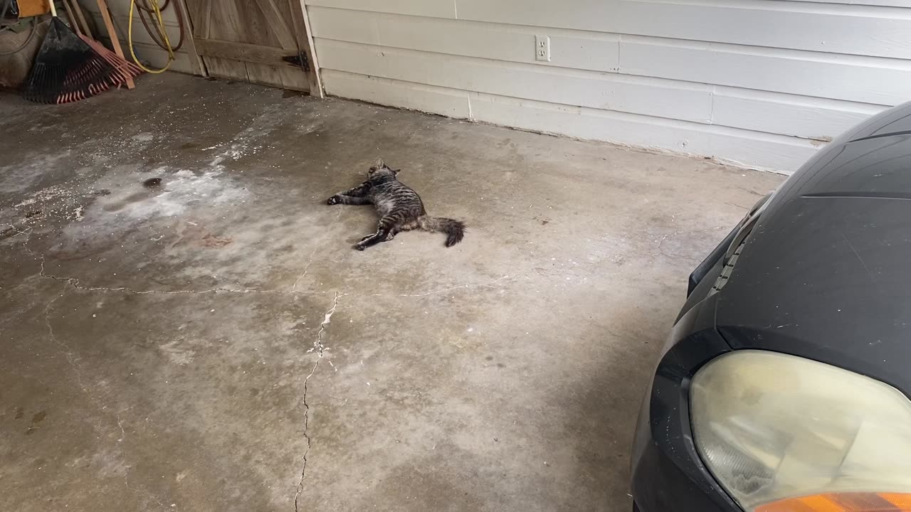 Persian the cat had disgraced the garage!