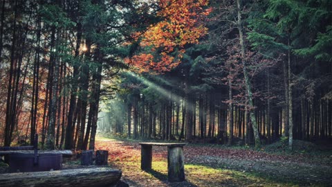 3 Hours of Relaxing Piano Music- Study Music, Sleep Music, Meditation Music - Relaxing Calm Flute
