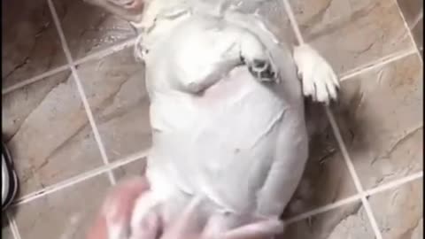 How to path a dog