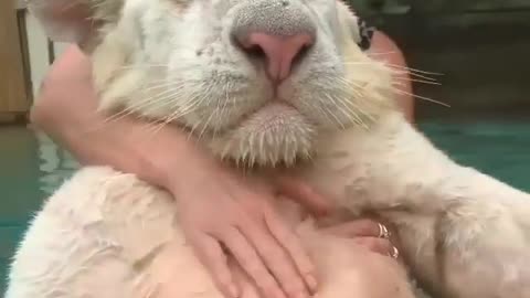 tiger cub gets high