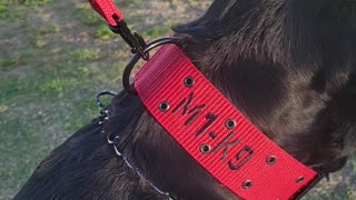 M1-K9.com