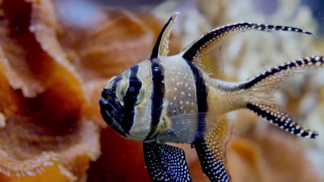 The beauty of the underwater scenery is beautiful.