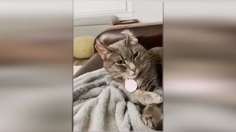 Cute and Funny Cat Videos: Cutest and Funniest