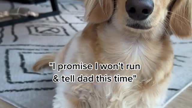 "I promise I won't run& tell dad this time"