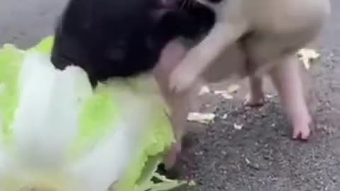 cute animals funny animal video baby dog and pig