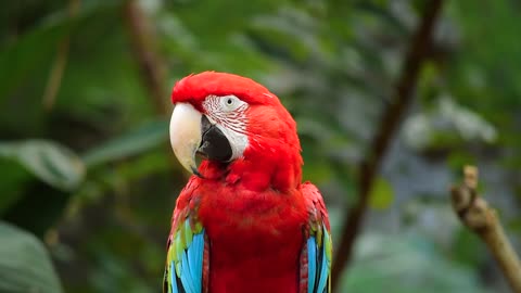 Beautiful Parrot.