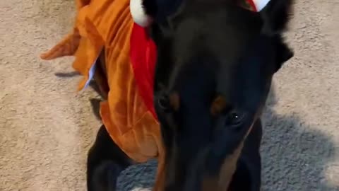 Scary Doberman does what to turkey???