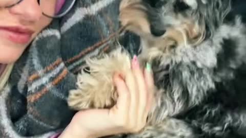 what kind of dog is this i need to know