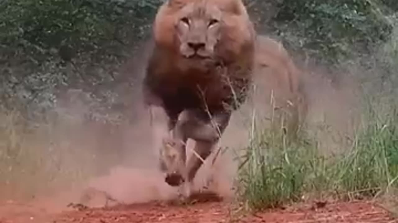 Angry lions #shorts #lion #shortvideo #viralvideo #trending