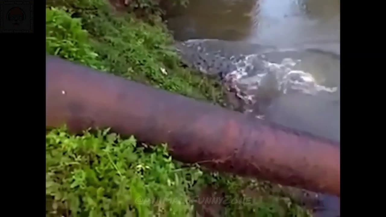 Funny Animals 2023 😸, Funny Dogs, Funny Cats, Funny pets 😺, Part-30