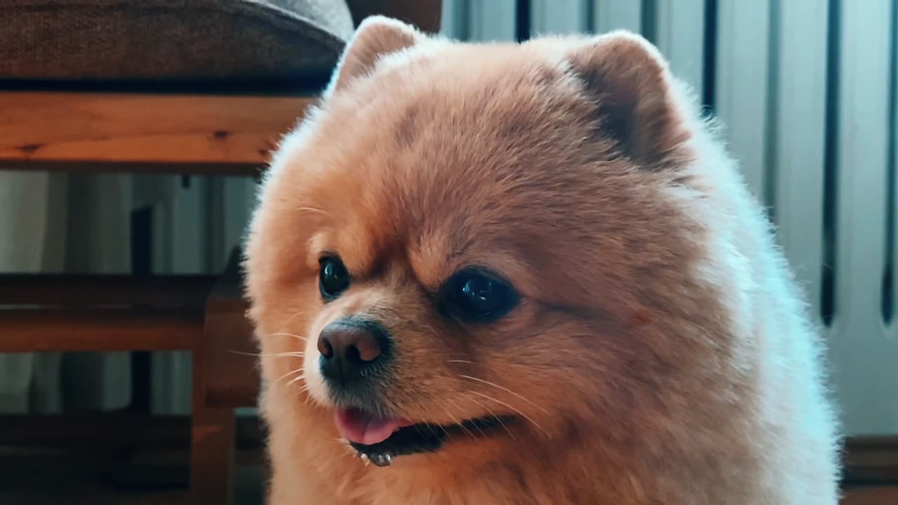Very cute dog
