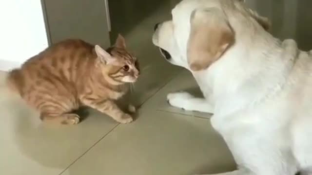 Funny Dog & Cat Playing