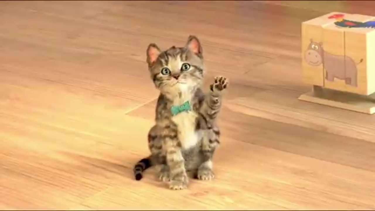 GATO En La VIDA REAL, Little Kitten My Favorite