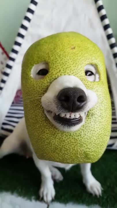 Animals fail to make us laugh Super funny animal compilation, Confuse Behavior