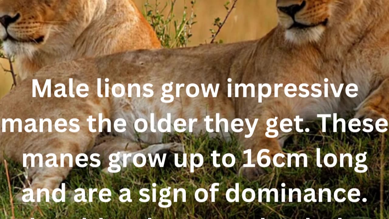 facts about lions 5\10