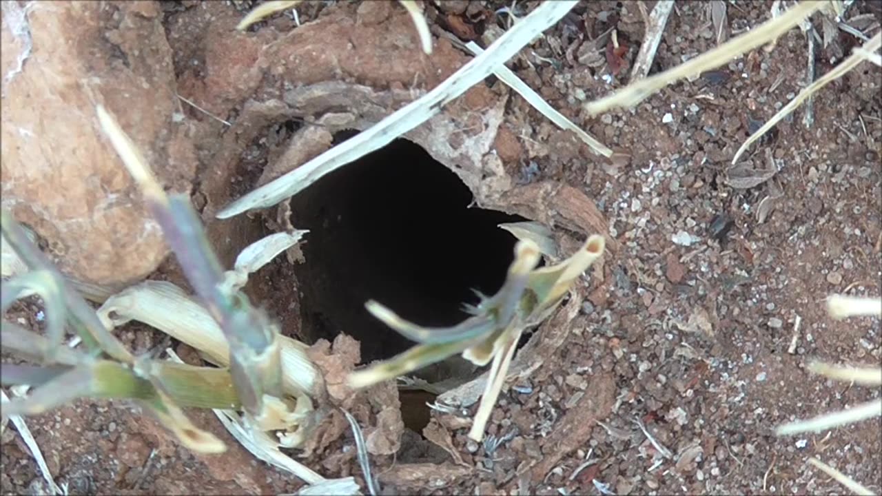 Wolf Spider Gets The Ant Runaround