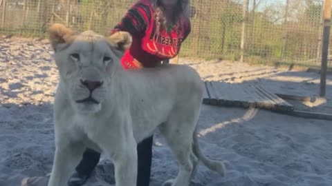 Only trained lions can be stroked like this