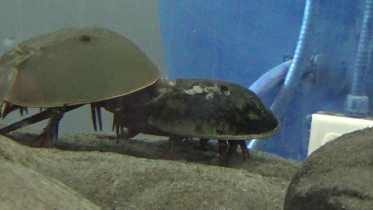 Horseshoe Crabs