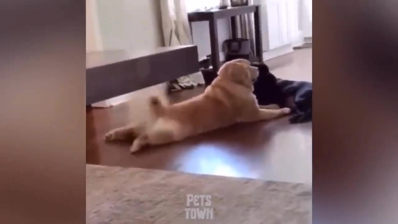 Funny Dog Videos: Pets That Are Just Too Stupid | Pets Town