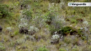 Especiales-Páramo de Monsalve (Suratá-Páramo de Santurbán)