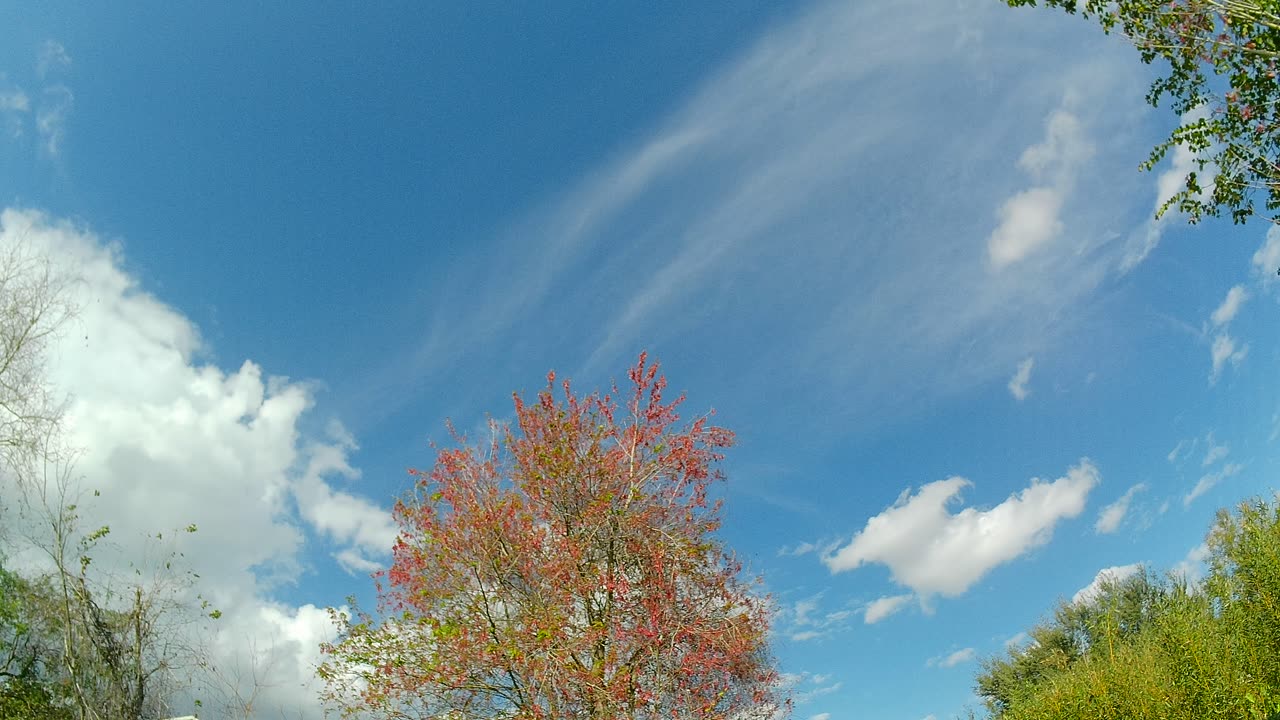 Backyard Clouds