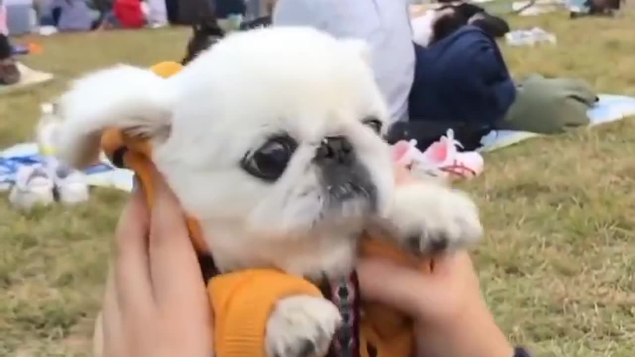 Cute funny dog