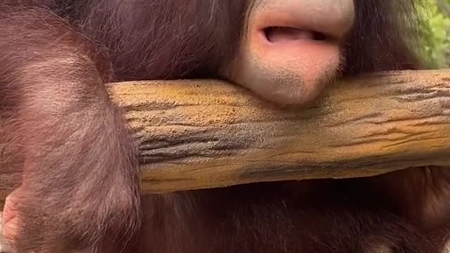 orangutans