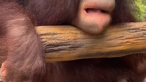 orangutans